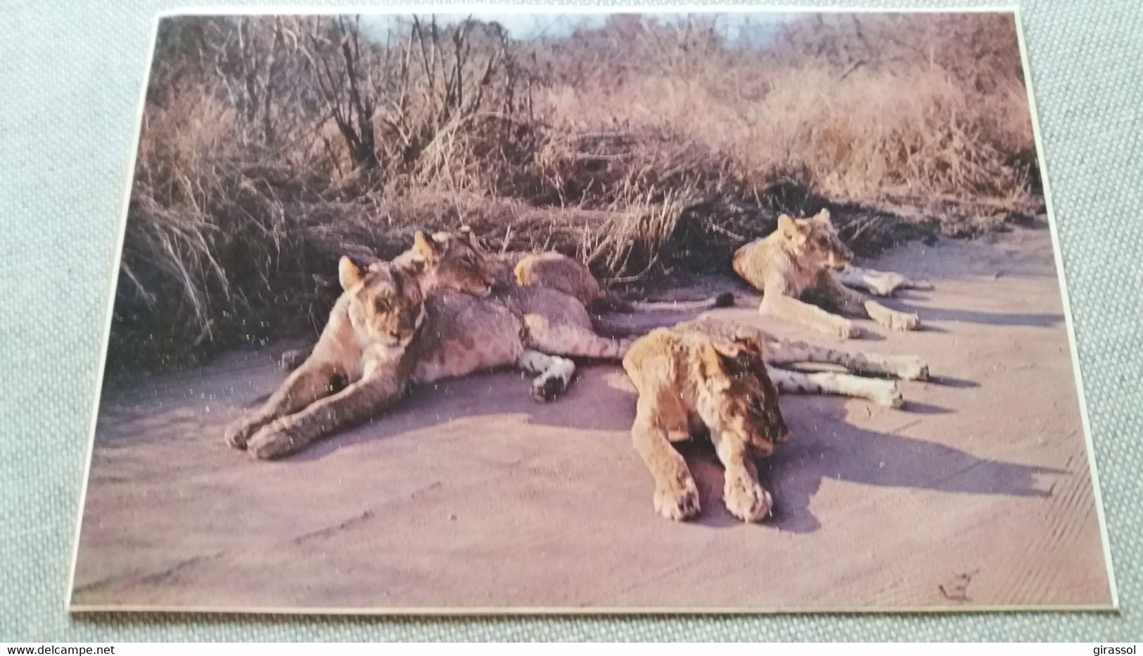 CPSM LION LIONS IN THE ROADWAY KRUGER NATIONAL PARK LEEUES - Lions