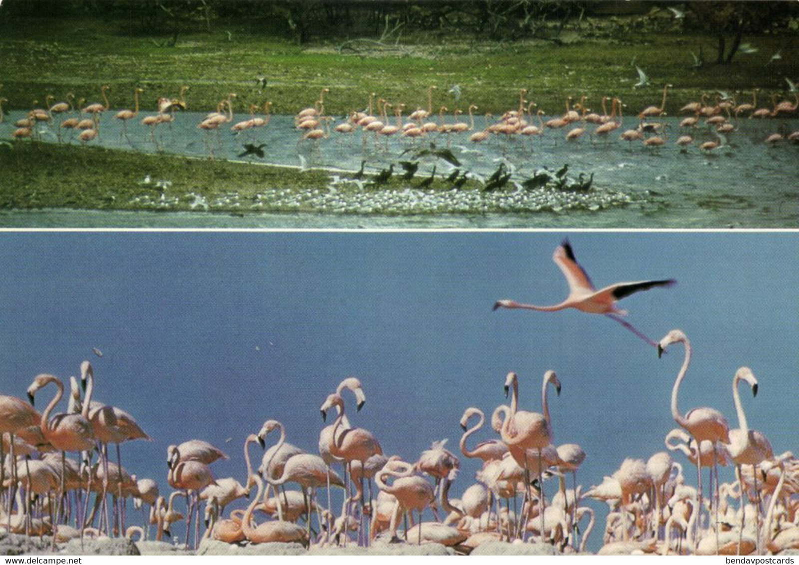 Bonaire, N.A., Bird Watcher's Paradise Flamingo's At Their Nest (1980s) Postcard - Bonaire