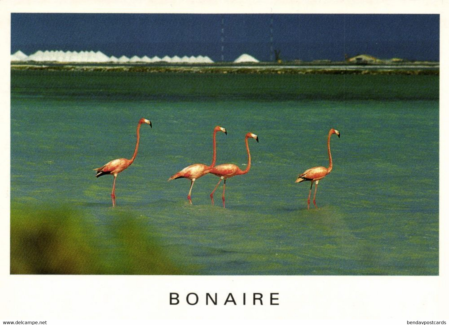 Bonaire, N.A., Flamingos In Pekelmeer (1990s) Postcard - Bonaire