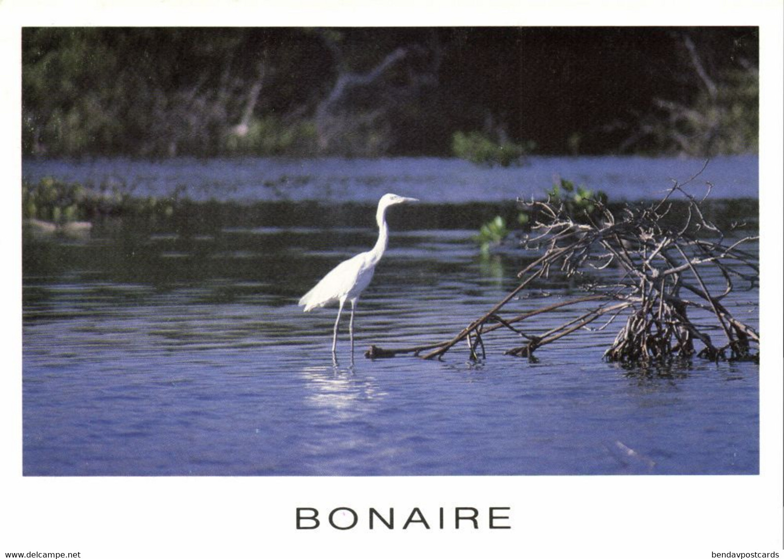 Bonaire, N.A., Reddish Egret, White Morph In Mangroves Of Lacbay (1990) Postcard - Bonaire