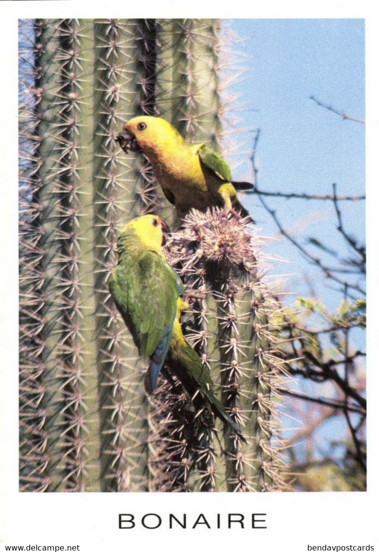 Bonaire, N.A., Parakeet Eating The Fruit Of Cactus (1990s) Postcard - Bonaire