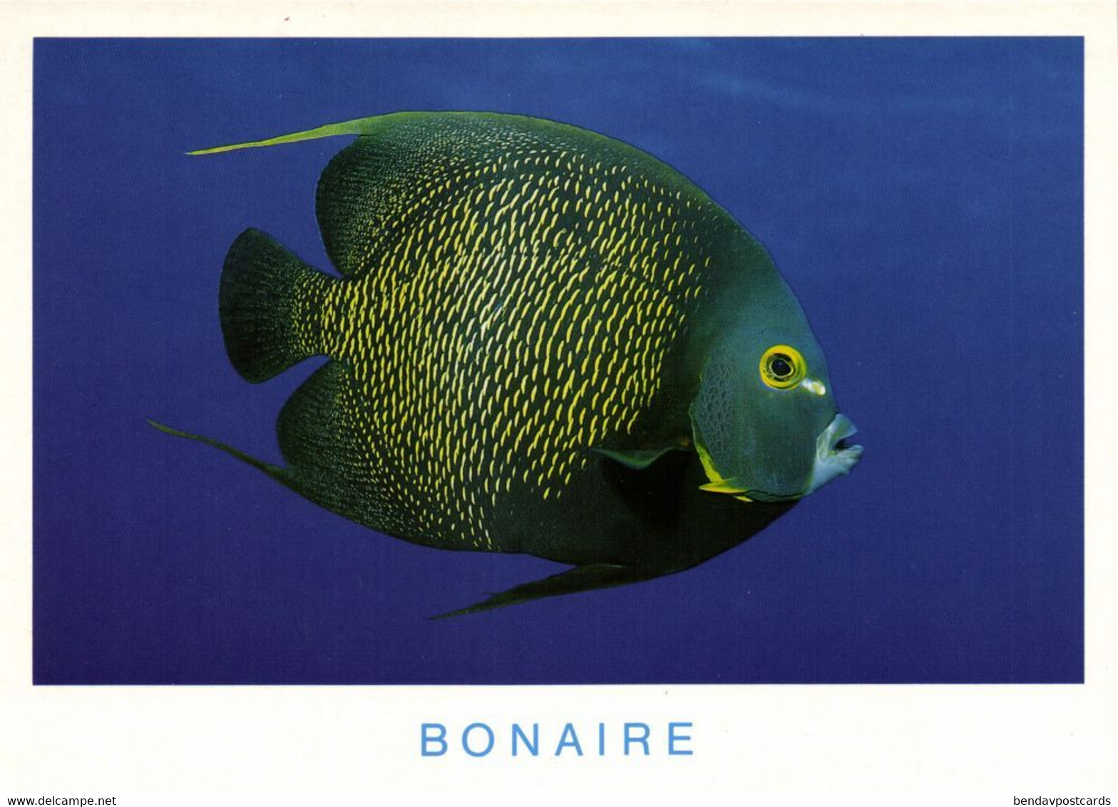 Bonaire, N.A., French Angelfish At Alice In Wonderland (1990s) Postcard - Bonaire