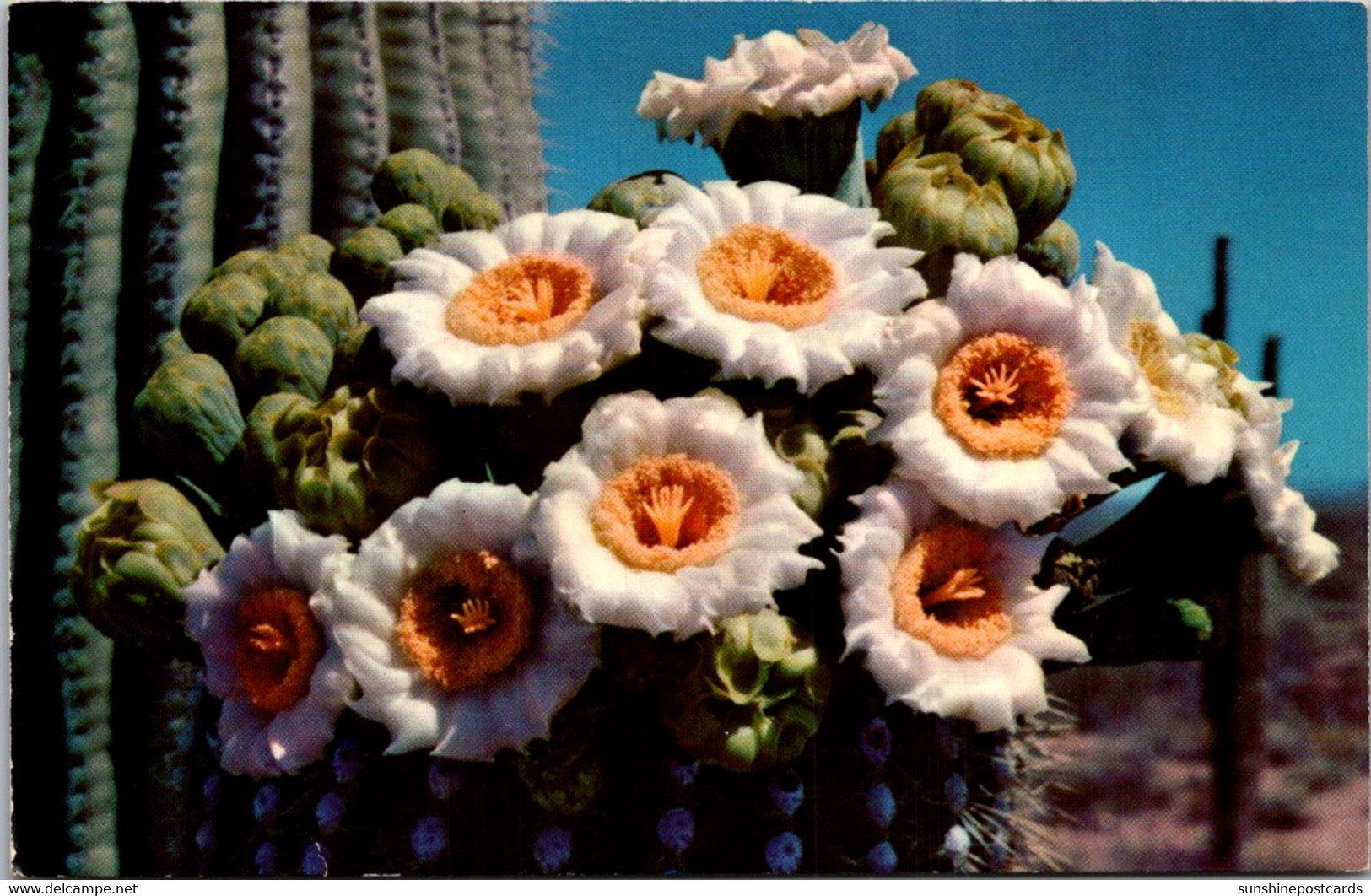 Cactus Saguaro Cactus Flowers - Cactusses