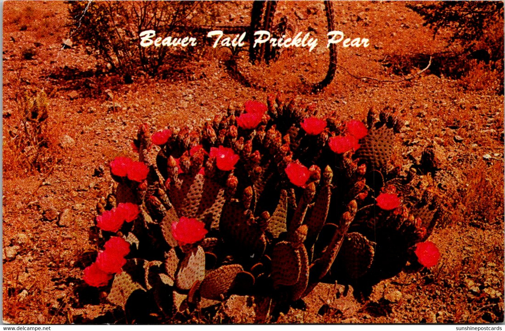 Cactus Beaver Tail Prickly Pear In Bloom Desert Botanical Gardens Papago Park Phoenix Arizona - Cactus