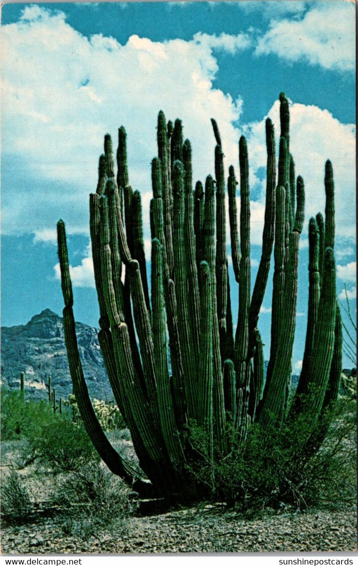 Cactus Organ Pipe Cactus Organ Pipe National Monument Near Ajo Arizona - Cactusses