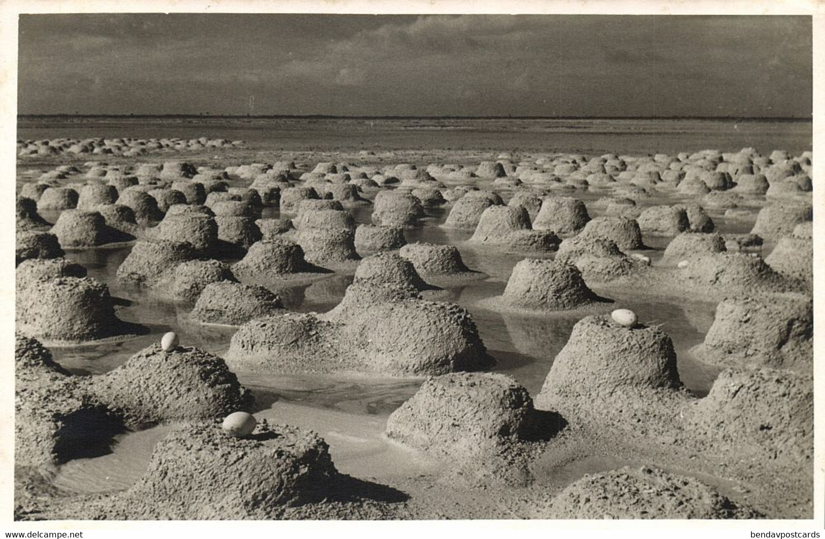 Bonaire, N.A., Flamingo Nests With Eggs (1950s) Foto Mayer RPPC Postcard - Bonaire