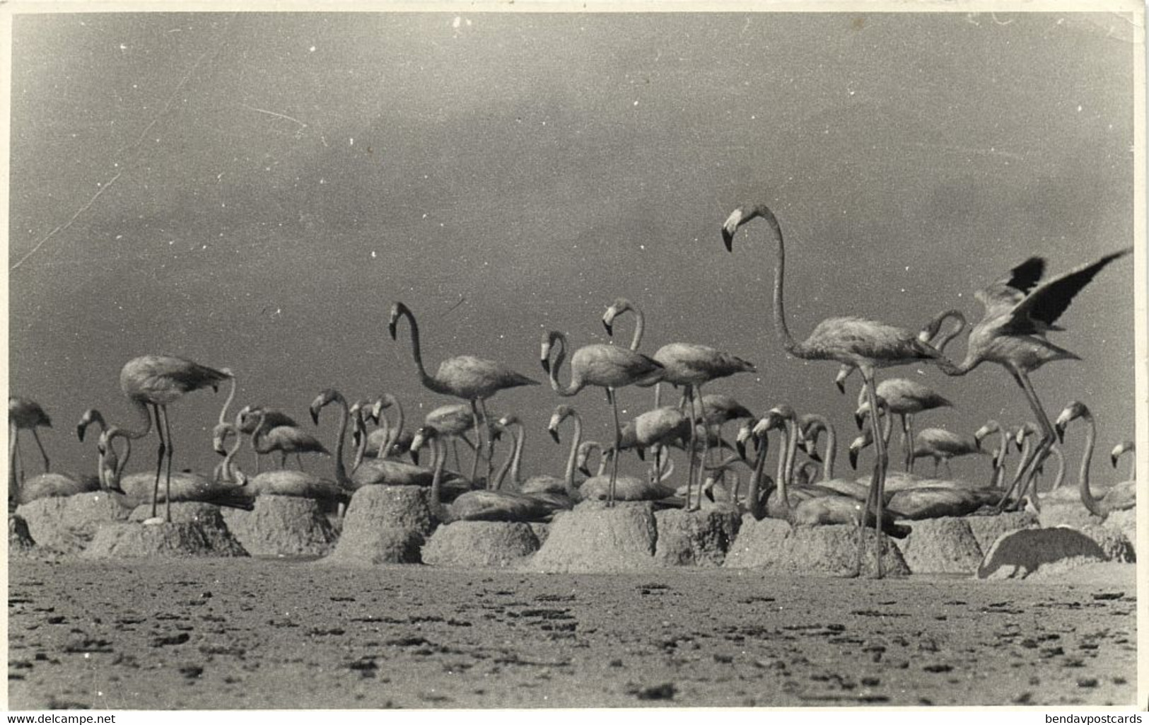 Bonaire, N.A., Flamingo Nests With Flamingos (1953) Foto Mayer RPPC Postcard - Bonaire