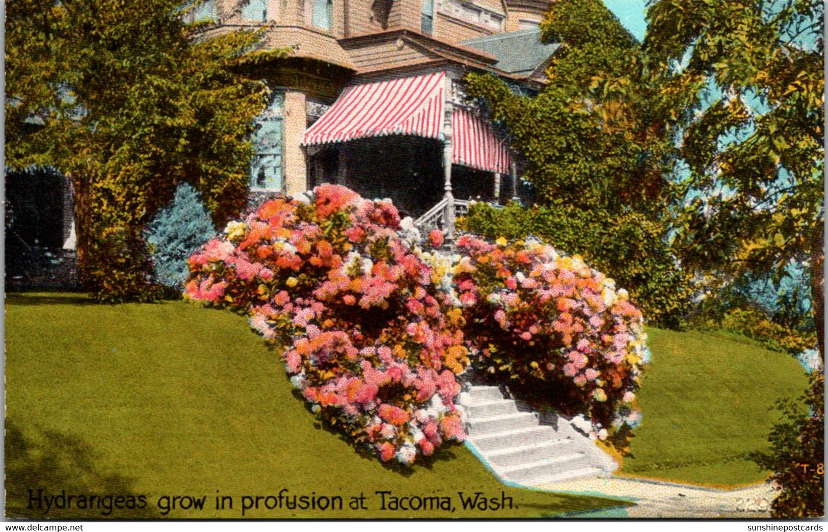 Washington Tacoma Home With Beautiful Hydrangeas - Tacoma