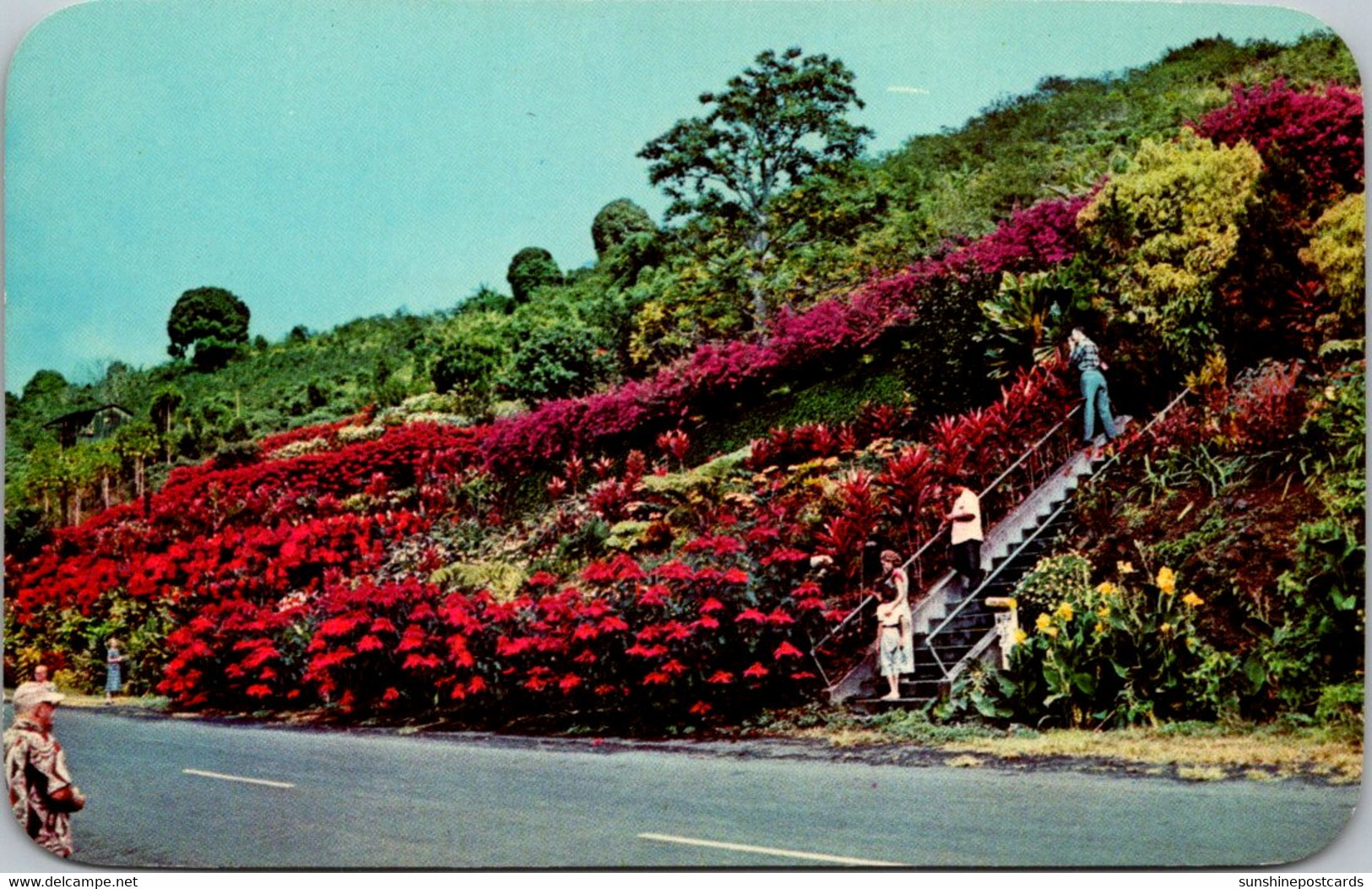 Hawaii Kona Kealakekua Machado Gardens - Big Island Of Hawaii