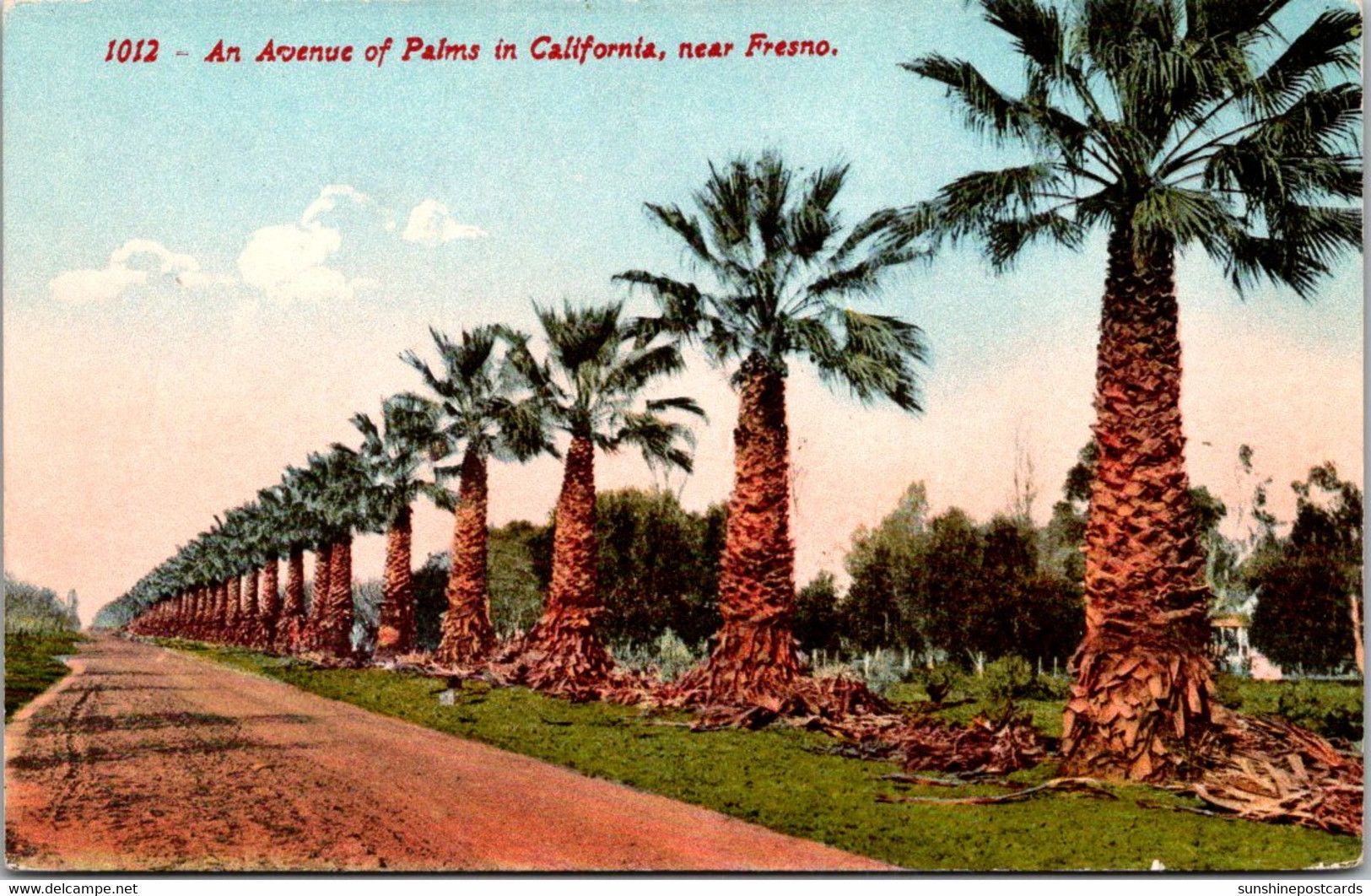 California An Avenue Of Palms Near Fresno - Fresno