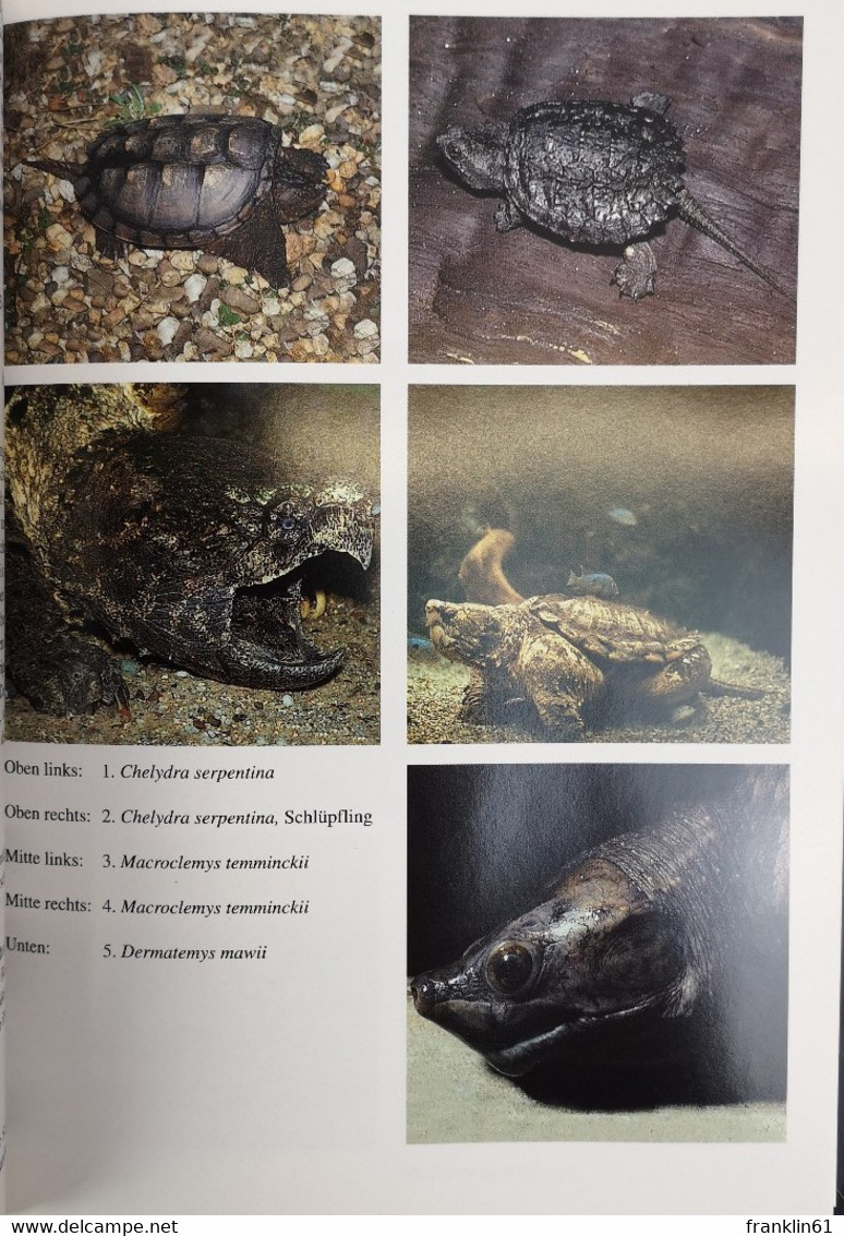 Schildkröten: 1. Chelydridae. Dermatemydidae. Emydidae. - Lessico