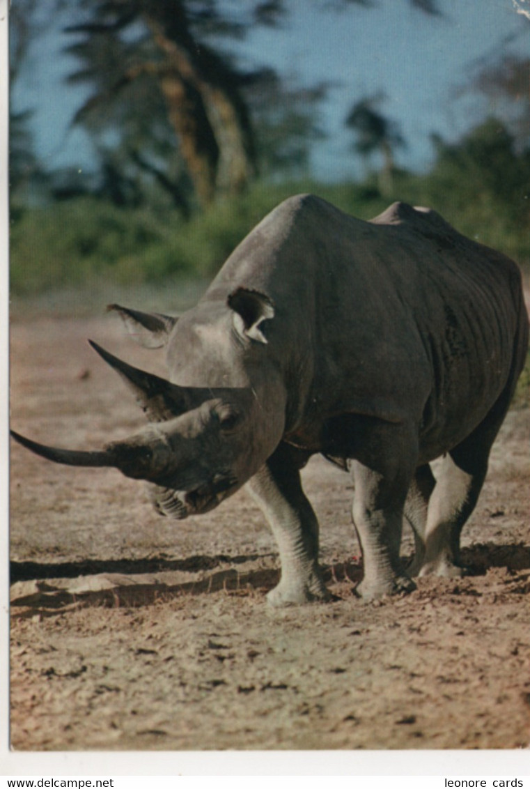 Cpa.Animaux.Faune Africaine Rhinocéros.1969 - Rinoceronte