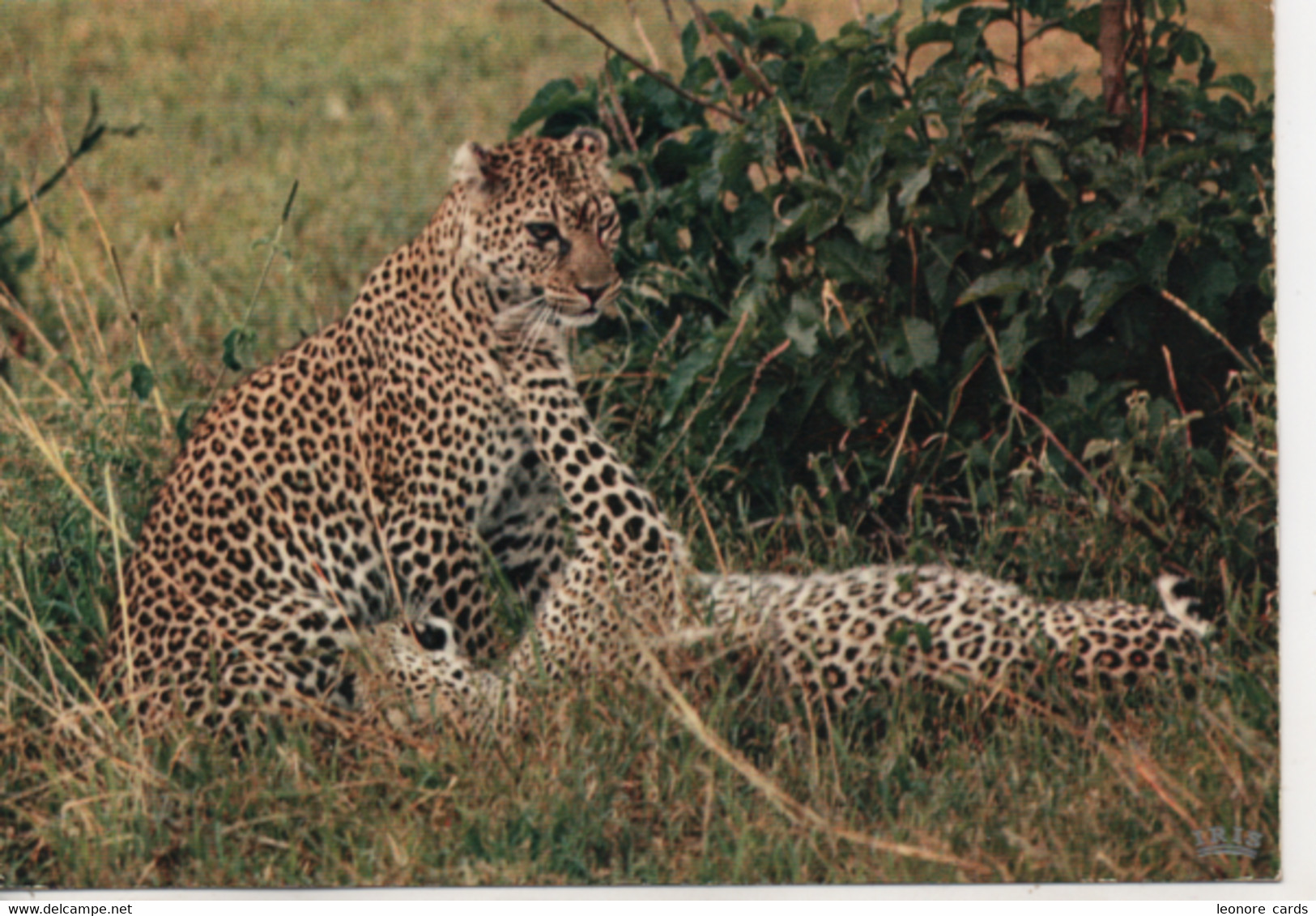 Cpa.Animaux.Faune Africaine.Léopards.1970 - Rhinocéros
