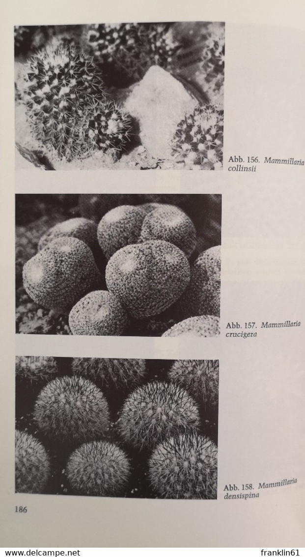 Kakteen. Einführung in die Kakteenkunde und Anleitung zu erfolgreicher Kakteenkultur.