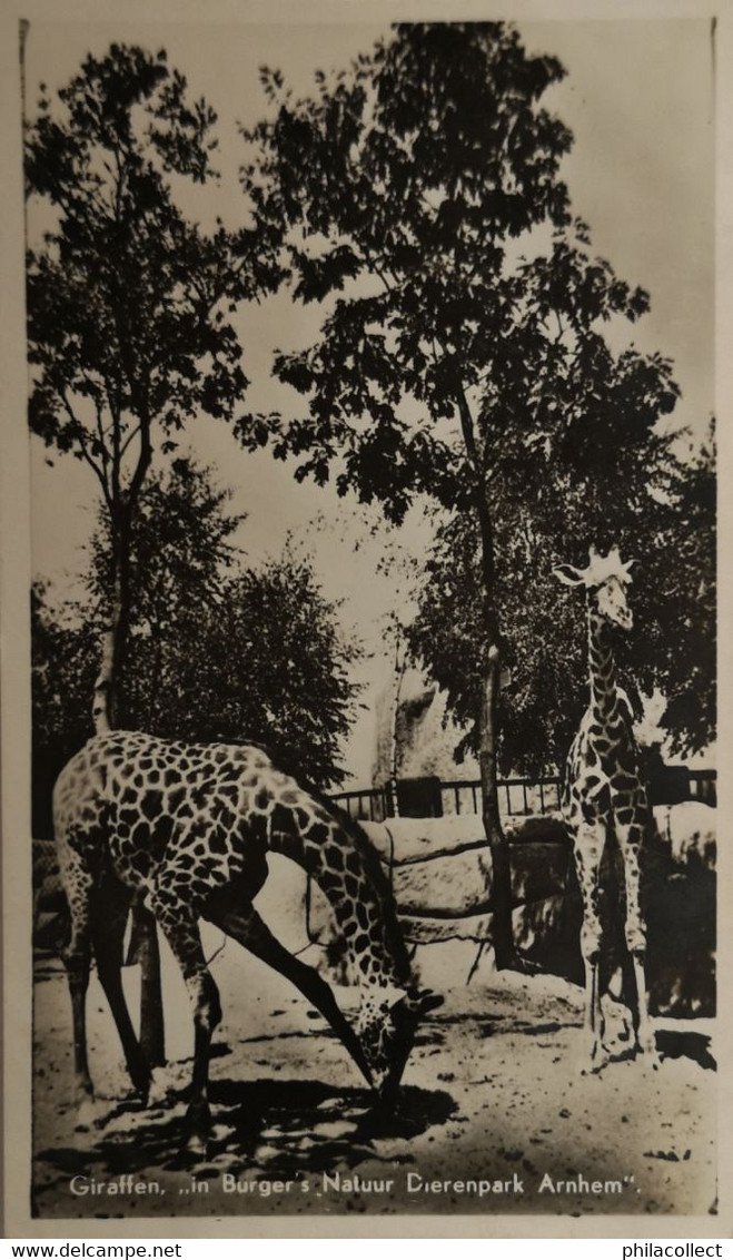 Arnhem // Burgers Dierenpark (Zoo) Giraffen 19?? Zegel Ruw Verwijderd - Arnhem