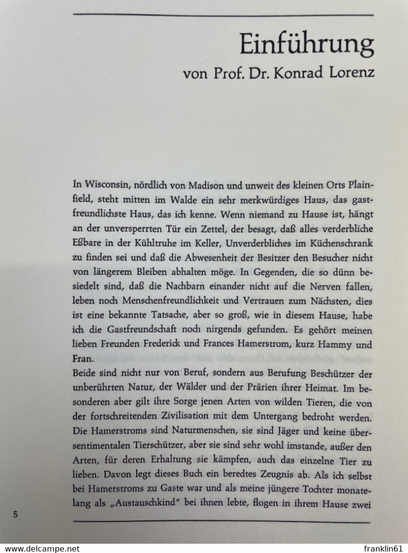 Mein Adler Kreist Zum Himmel. - Animaux