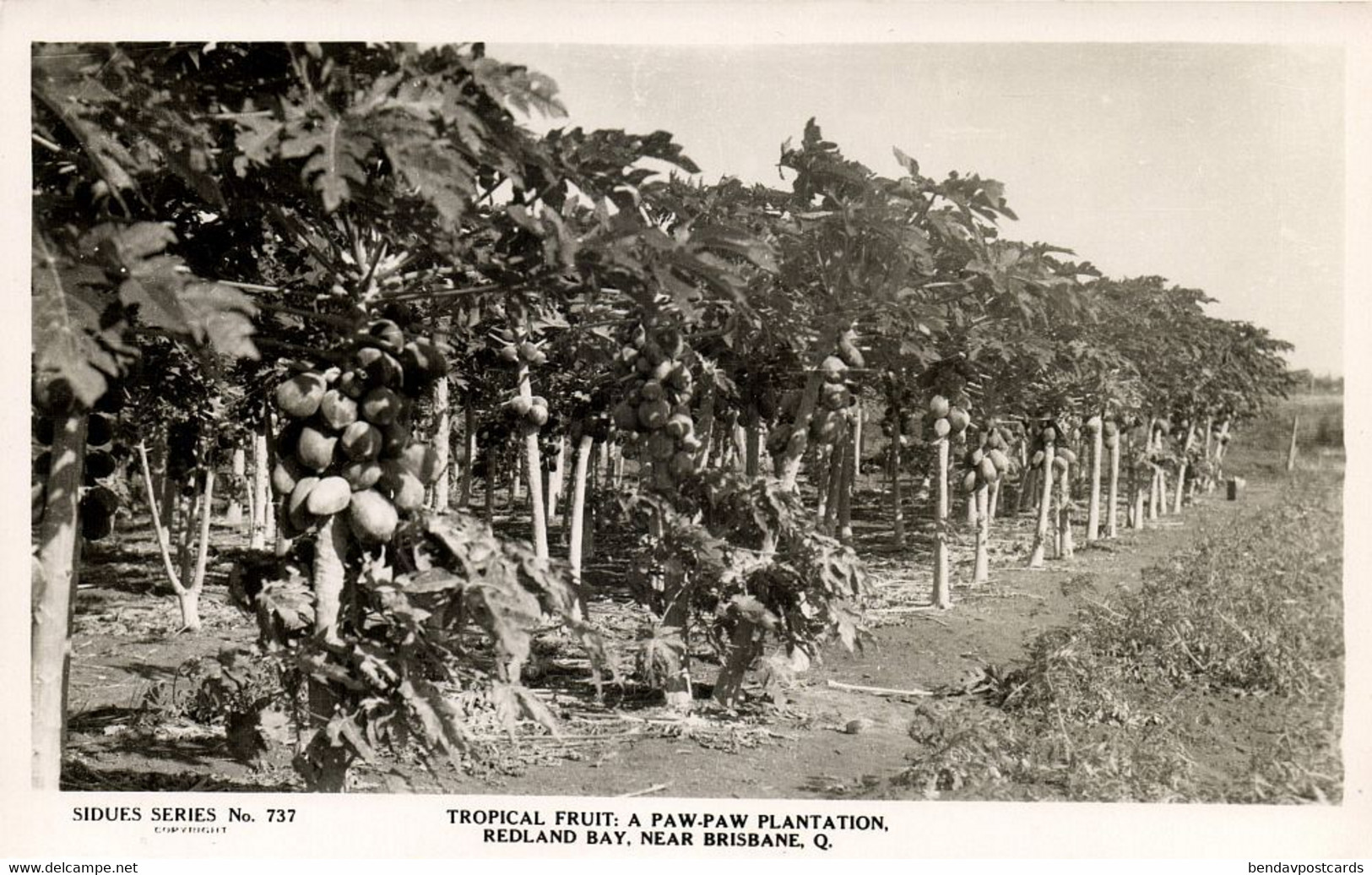 Australia, REDLAND BAY, Q., Tropical Fruit, Paw-Paw Plantation, RPPC Postcard - Brisbane