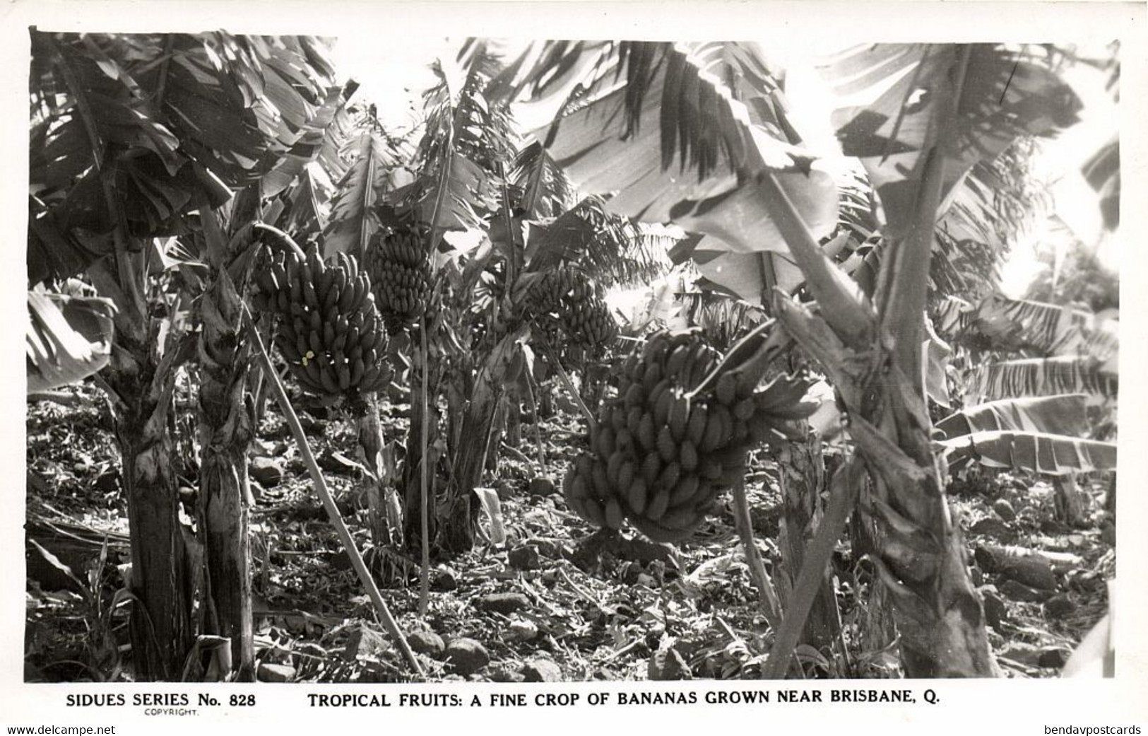 Australia, BRISBANE, Q., Tropical Fruit, Fine Crop Of Bananas, RPPC Postcard - Brisbane