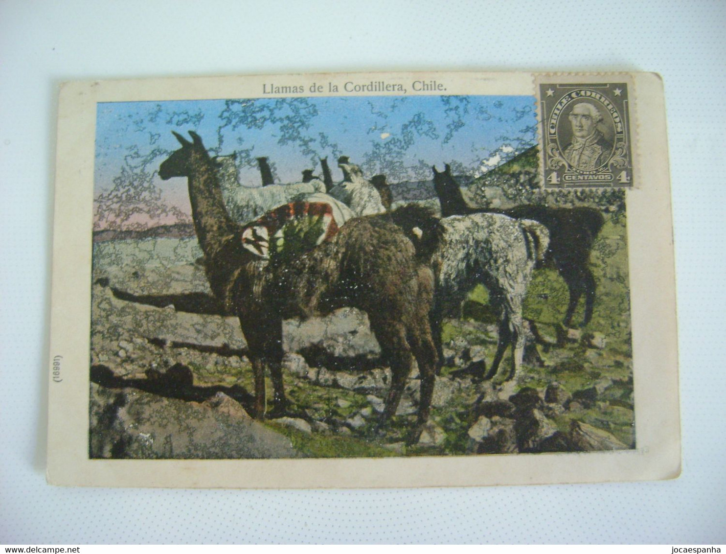 CHILE - POST CARD LLAMAS DE LA CORDILLERA SENT IN 1913 IN THE STATE - Chile