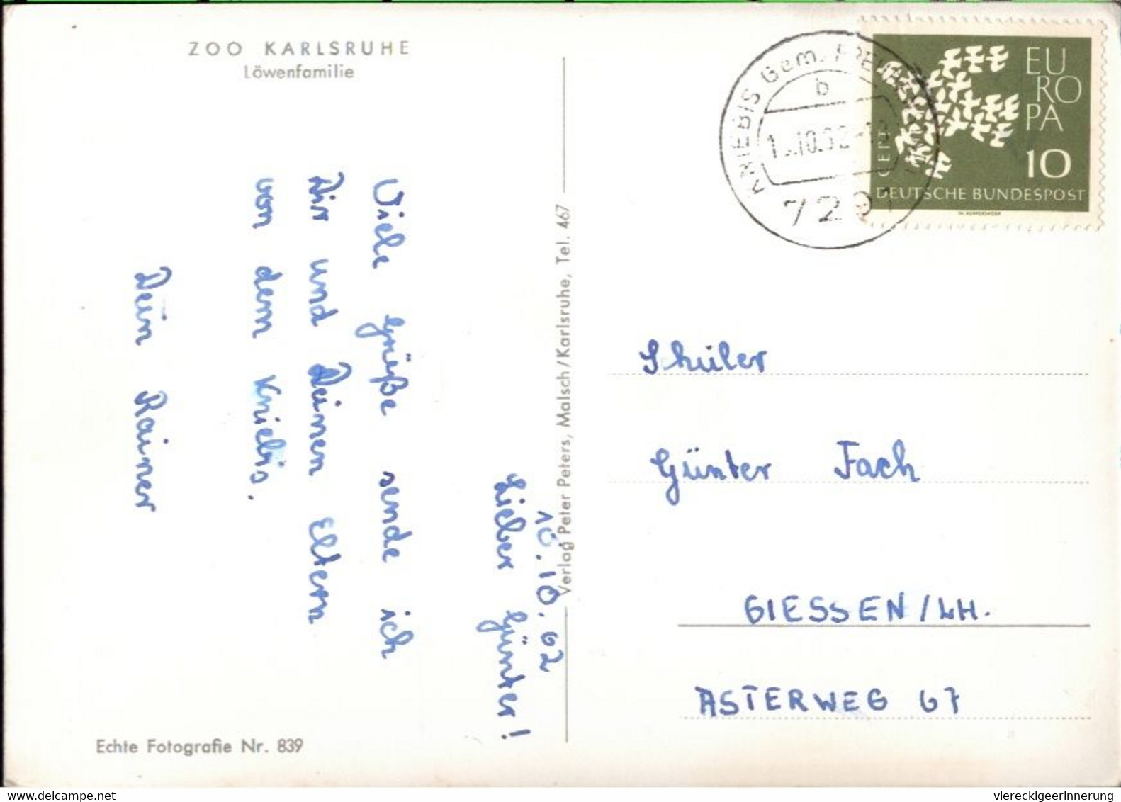 ! Ansichtskarte Karlsruhe, Zoo, Löwen, Lions, 1962 - Leoni