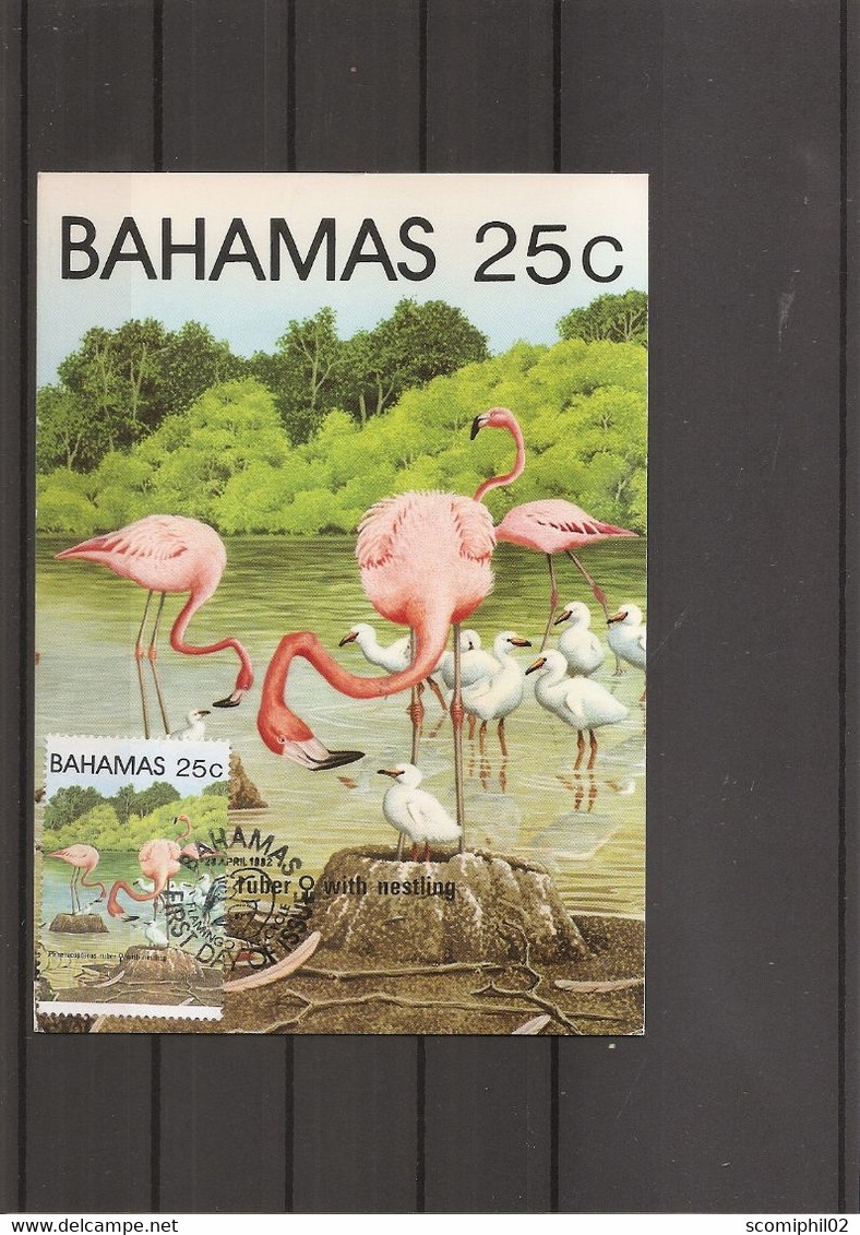 Flamants ( CM Des Bahamas De 1982 à Voir) - Flamingo's