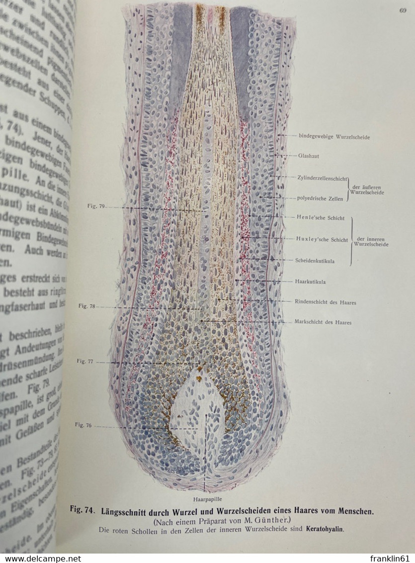 Raubers Lehrbuch Der Anatomie Des Menschen.  Abteilung 6: Sinnesorgane Und Generalregister. - Santé & Médecine