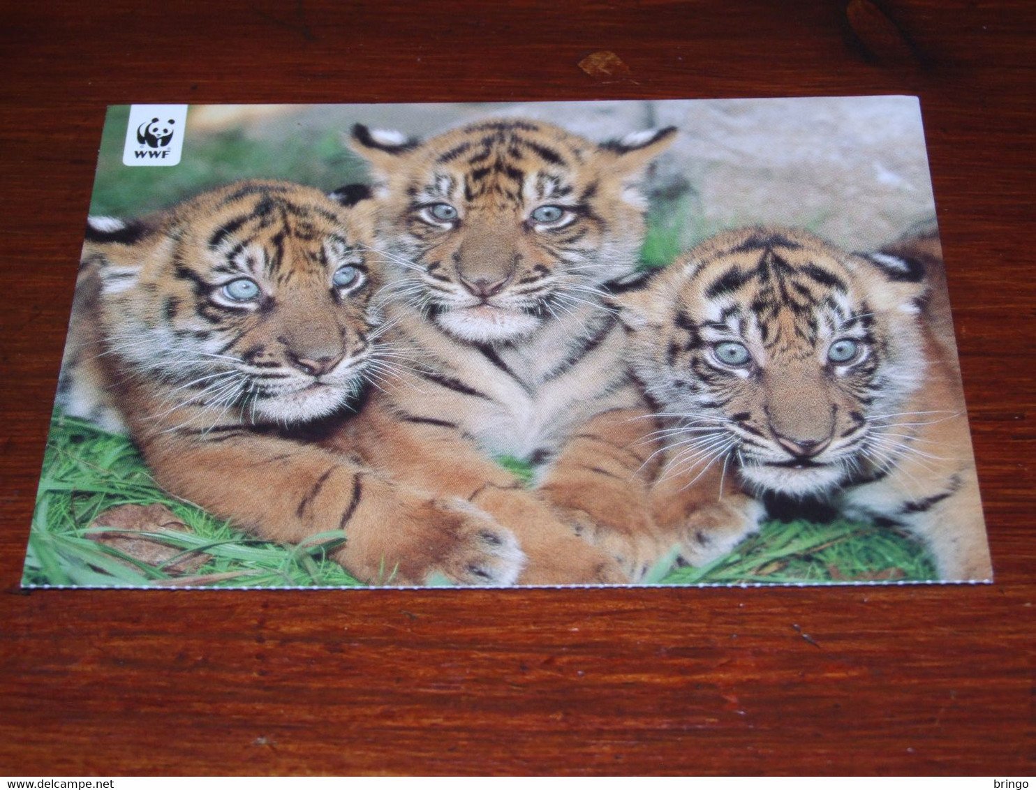 55123-               TIGERS  / DIEREN / ANIMALS / TIERE / ANIMAUX / ANIMALES - Tijgers