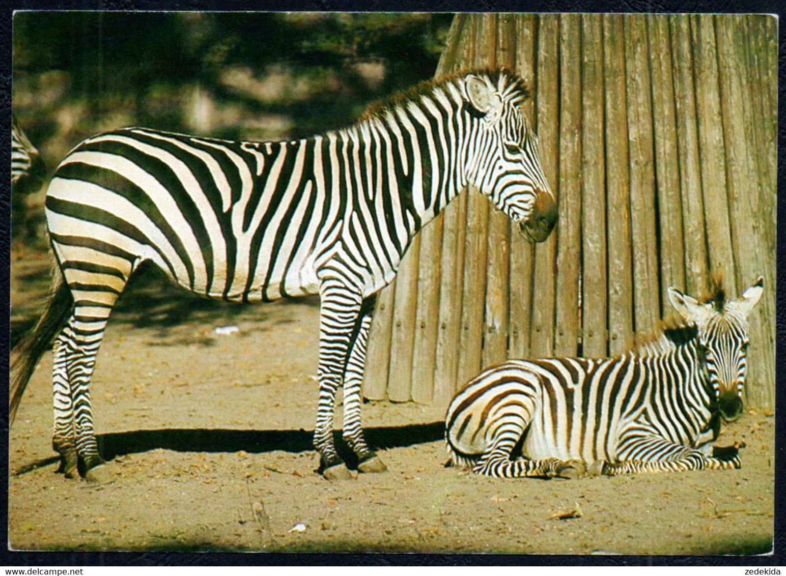 G0285 - Zebra - Jugendherbergsverlag Detmold - Foto Krohn - Spendenkarte - Cebras