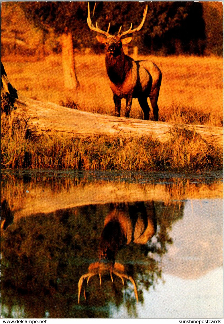 Yellowstone National Park Elk - Parques Nacionales USA