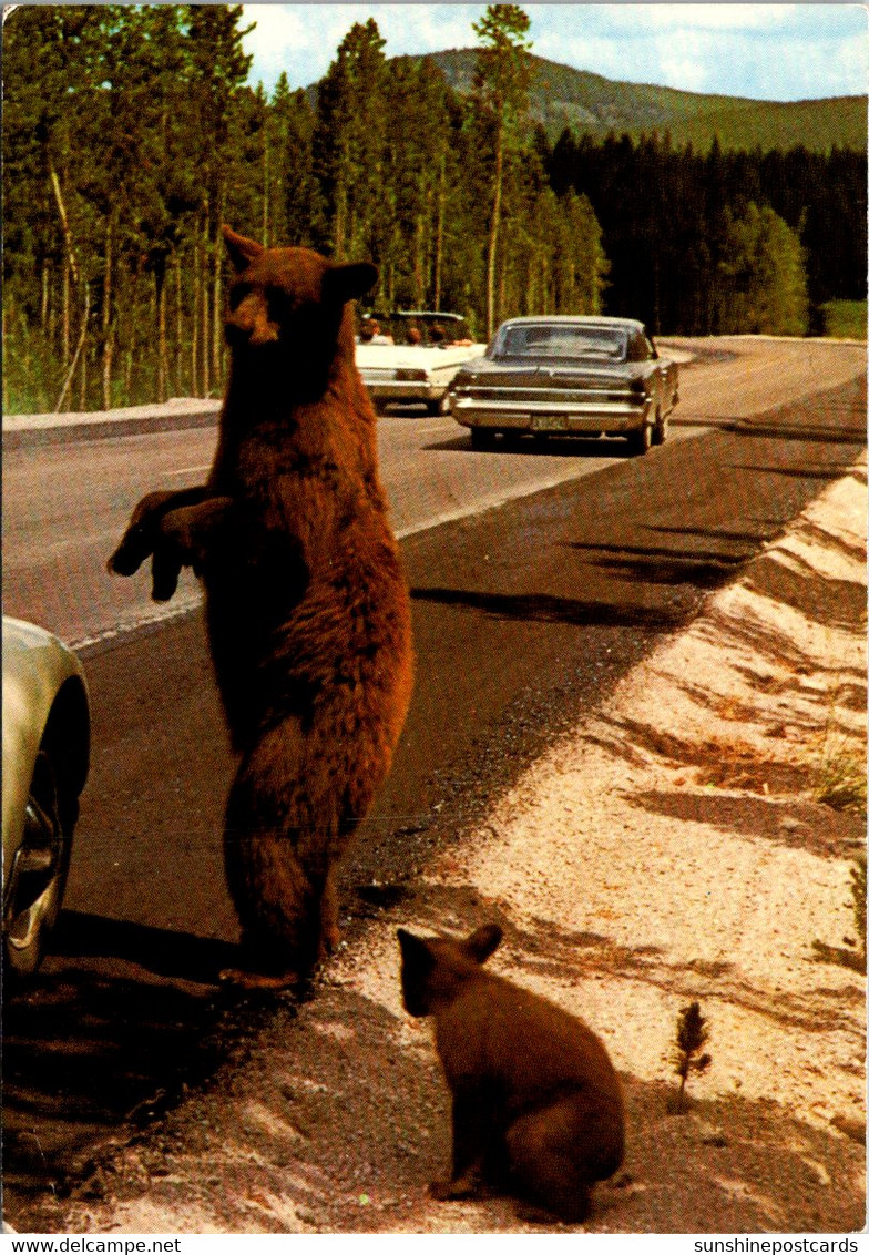 Yellowstone National Park Brown Bear And Cub - Parques Nacionales USA