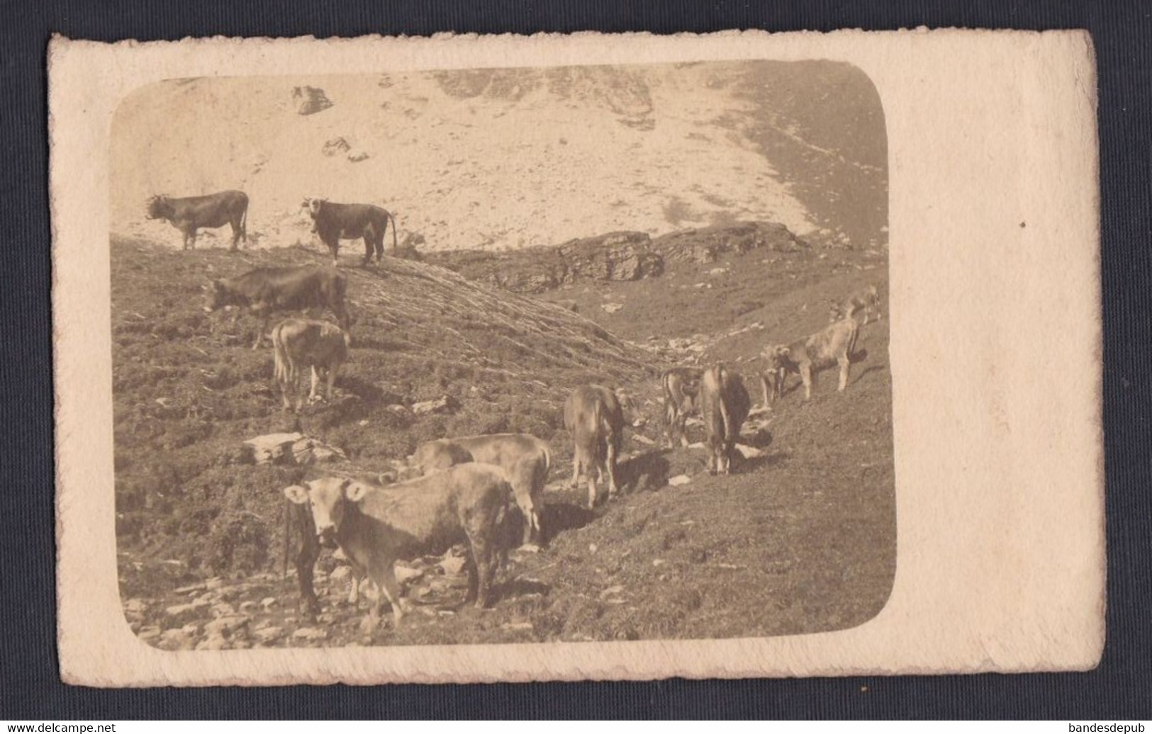 Carte Photo Suisse NW Vaches Paturages Cachet Départ Wolfenschiessen   ( 53564) - Wolfenschiessen