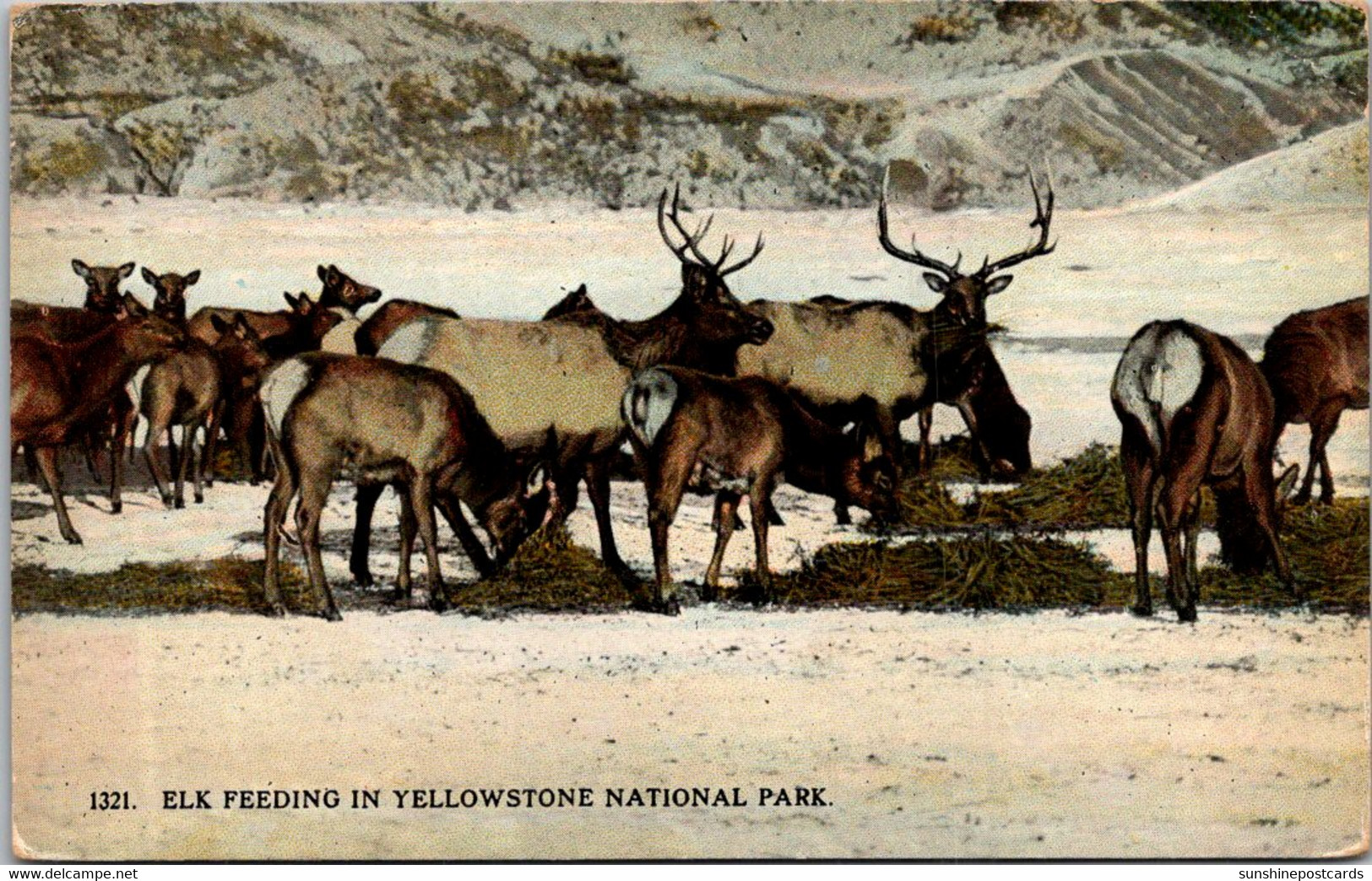 Yelowstone National Park Elk Feeding - USA Nationale Parken