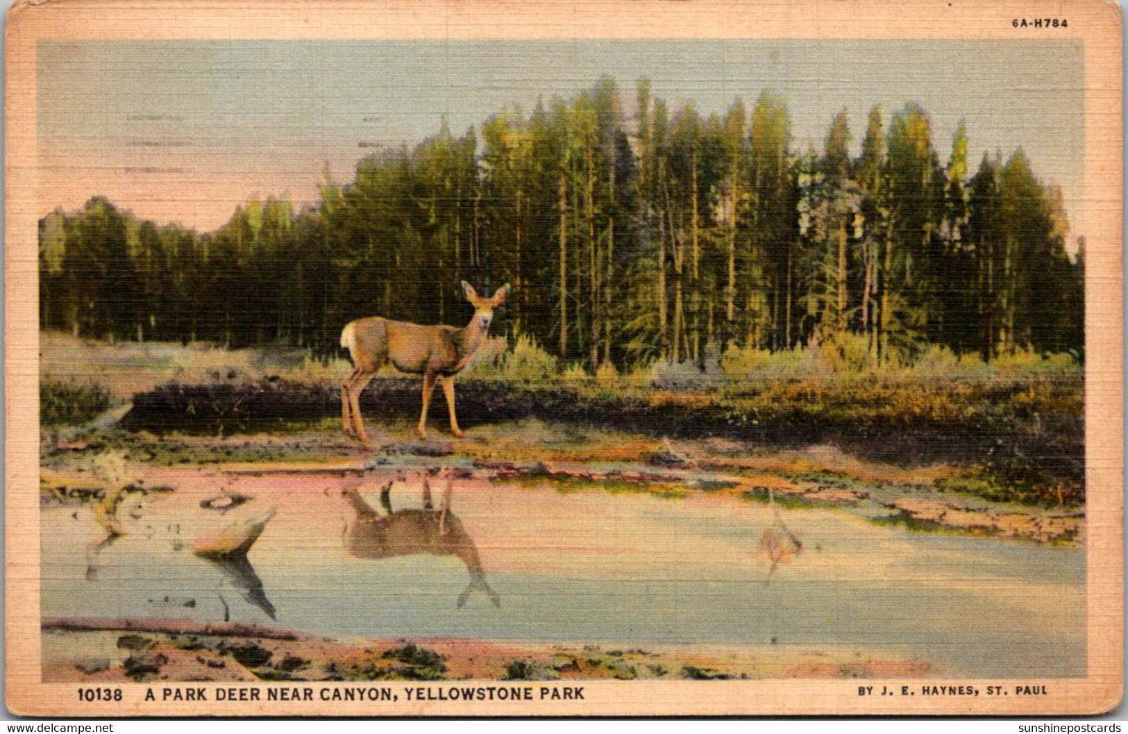 Yellowstone National Park A Park Deer Near Canyon 1938 Curteich - USA Nationale Parken