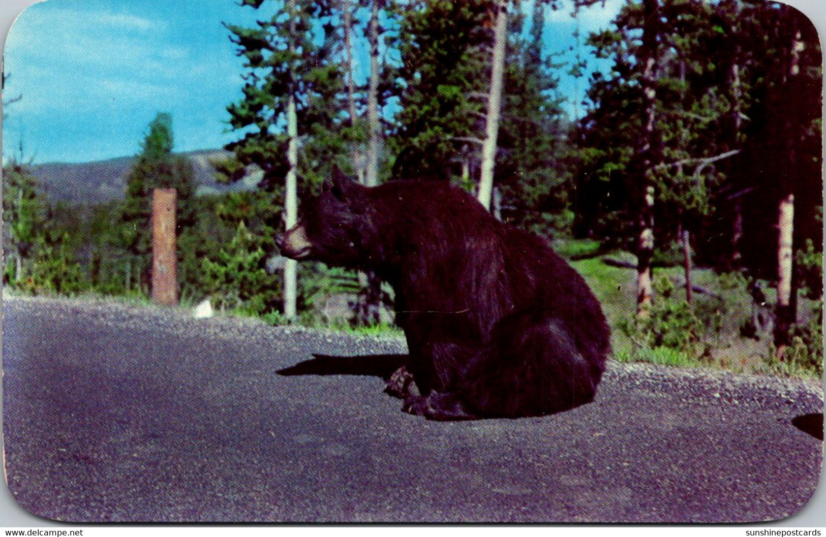 Yellowstone National Park Bear Beggar - USA National Parks