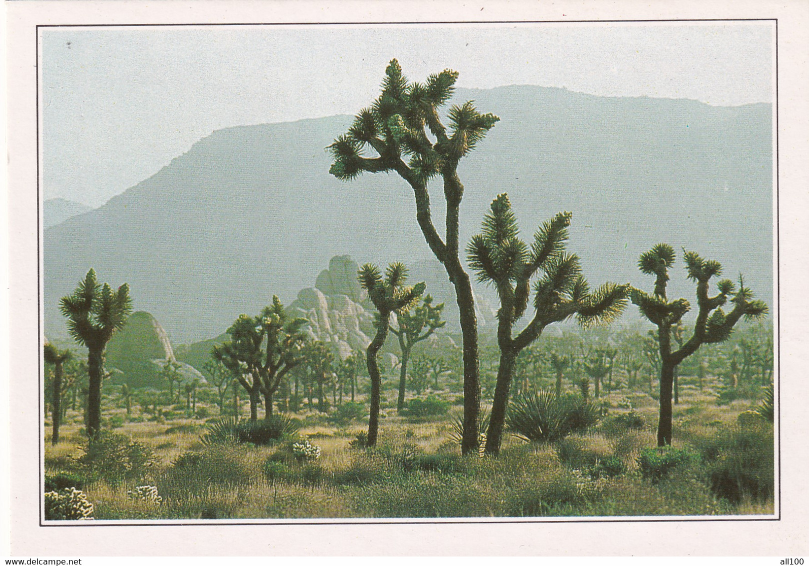 A20340 - CALIFORNIA JOSHUA TREE NATIONAL PARK NATIONAL MONUMENT ARBRES DE JOSUE USA UNITED STATES OF AMERICA - USA National Parks