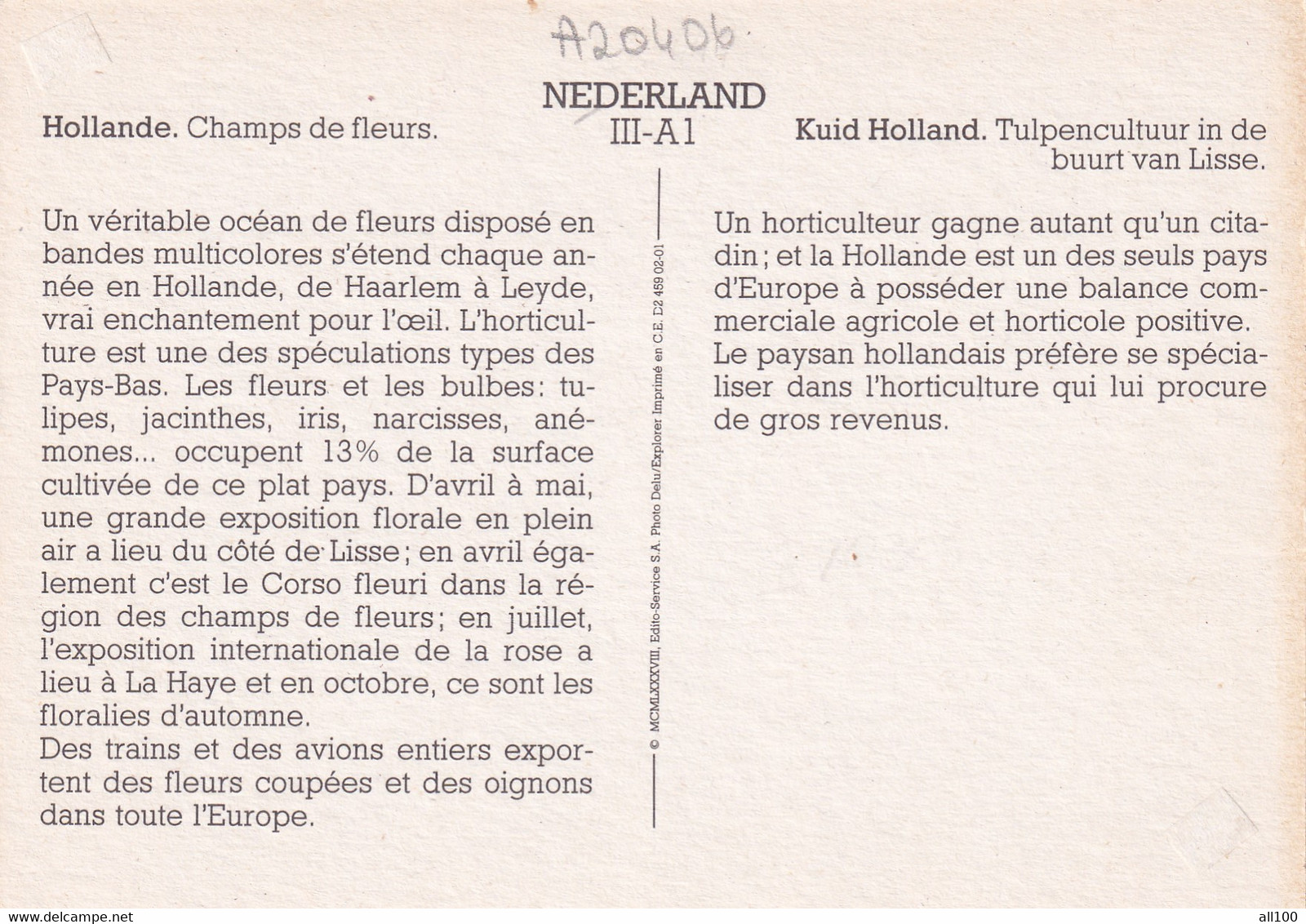A20406 - ZUID HOLLAND TULPENCULTUUR IN DE BUURT VAN LISSE CHAMPS DE FLEURS TULIP FIELD NETHERLANDS NEDERLAND HOLLANDE - Lisse