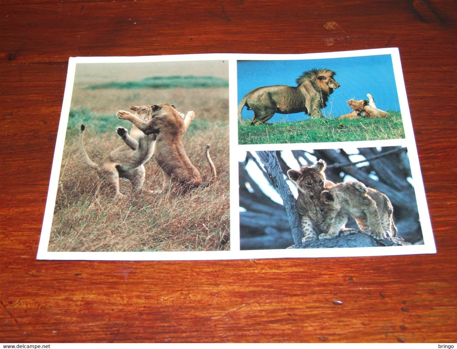 55154-                    AFRICAN WILDLIFE, LIONS - Lions