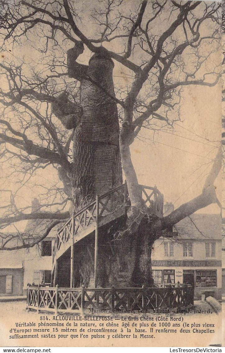 CPA - 76 - ALLOUVILLE BELLEFOSSE - LE Gros Chêne - Allouville-Bellefosse