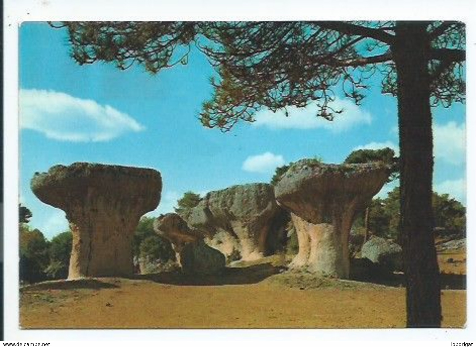 SETAS EN LA PLAZA MAYOR.- LA CIUDAD ENCANTADA.-  CUENCA.- ( ESPAÑA) - Cuenca