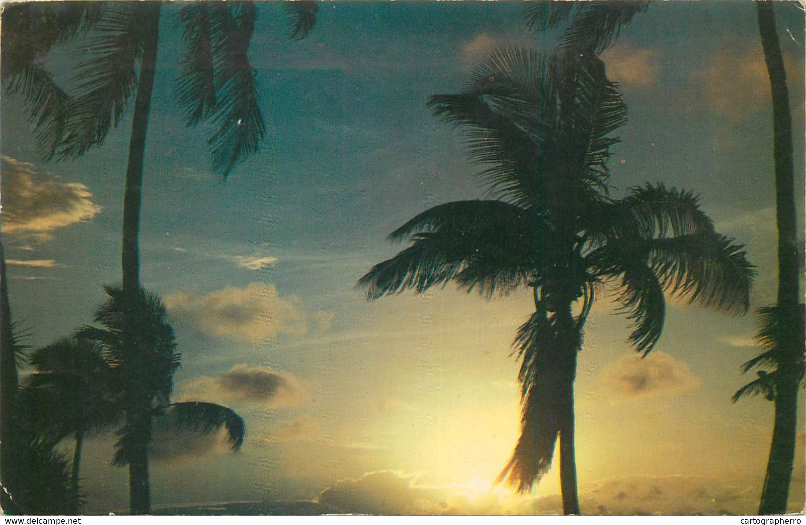 Beautiful Palms Silhouetted Against A Florida Sunrise - West Palm Beach