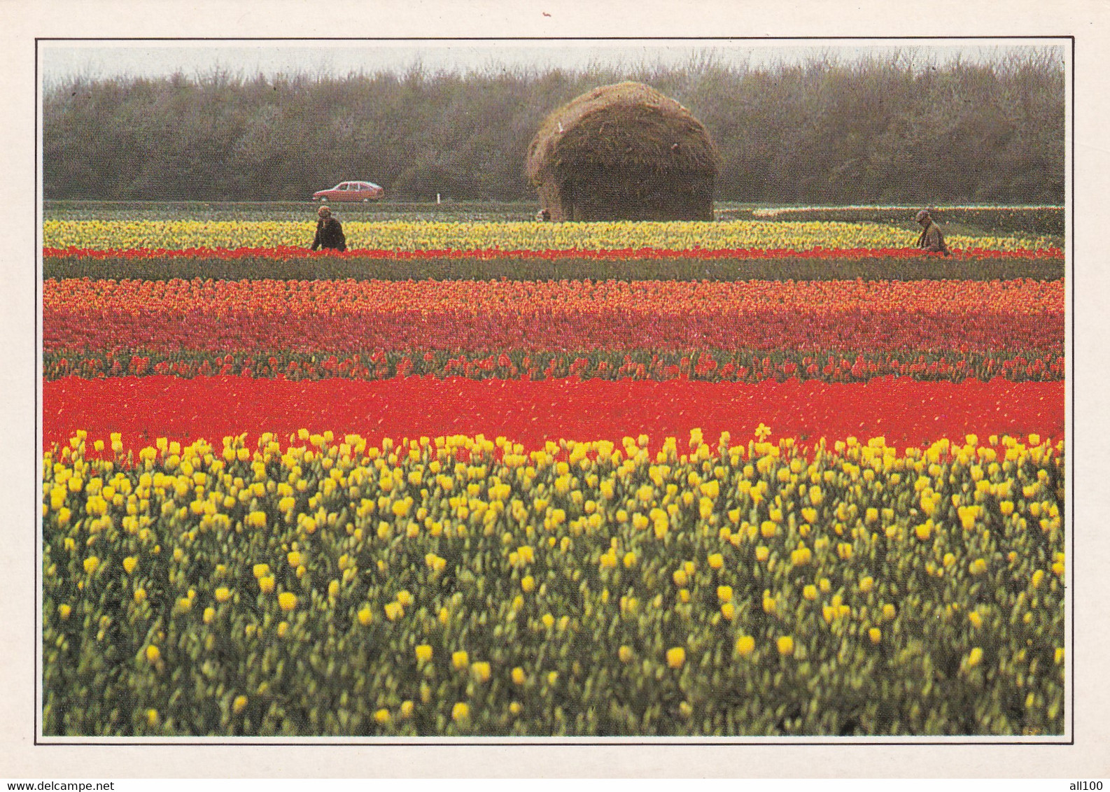 A20437 - ZUID HOLLAND TULPENCULTUUR IN DE BUURT VAN LISSE CHAMPS DU FLEURS HOLLANDE NEDERLAND NETHERLANDS TULIP FIELD - Lisse