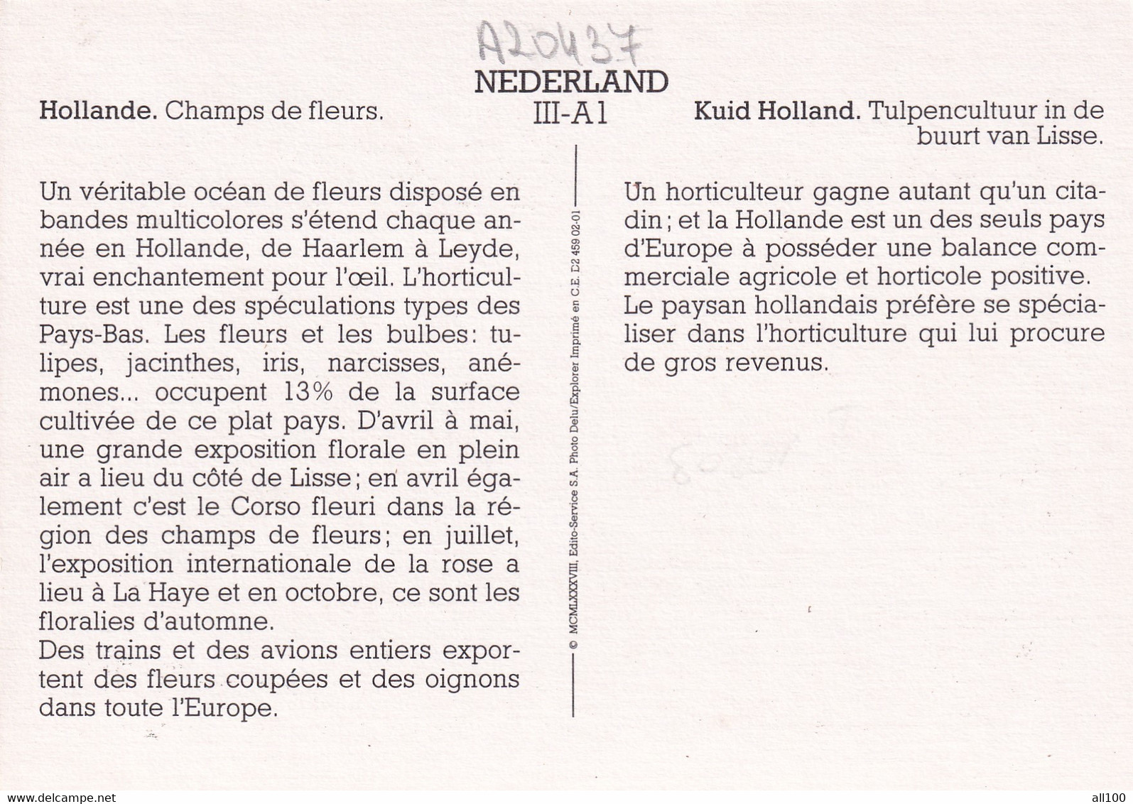 A20437 - ZUID HOLLAND TULPENCULTUUR IN DE BUURT VAN LISSE CHAMPS DU FLEURS HOLLANDE NEDERLAND NETHERLANDS TULIP FIELD - Lisse