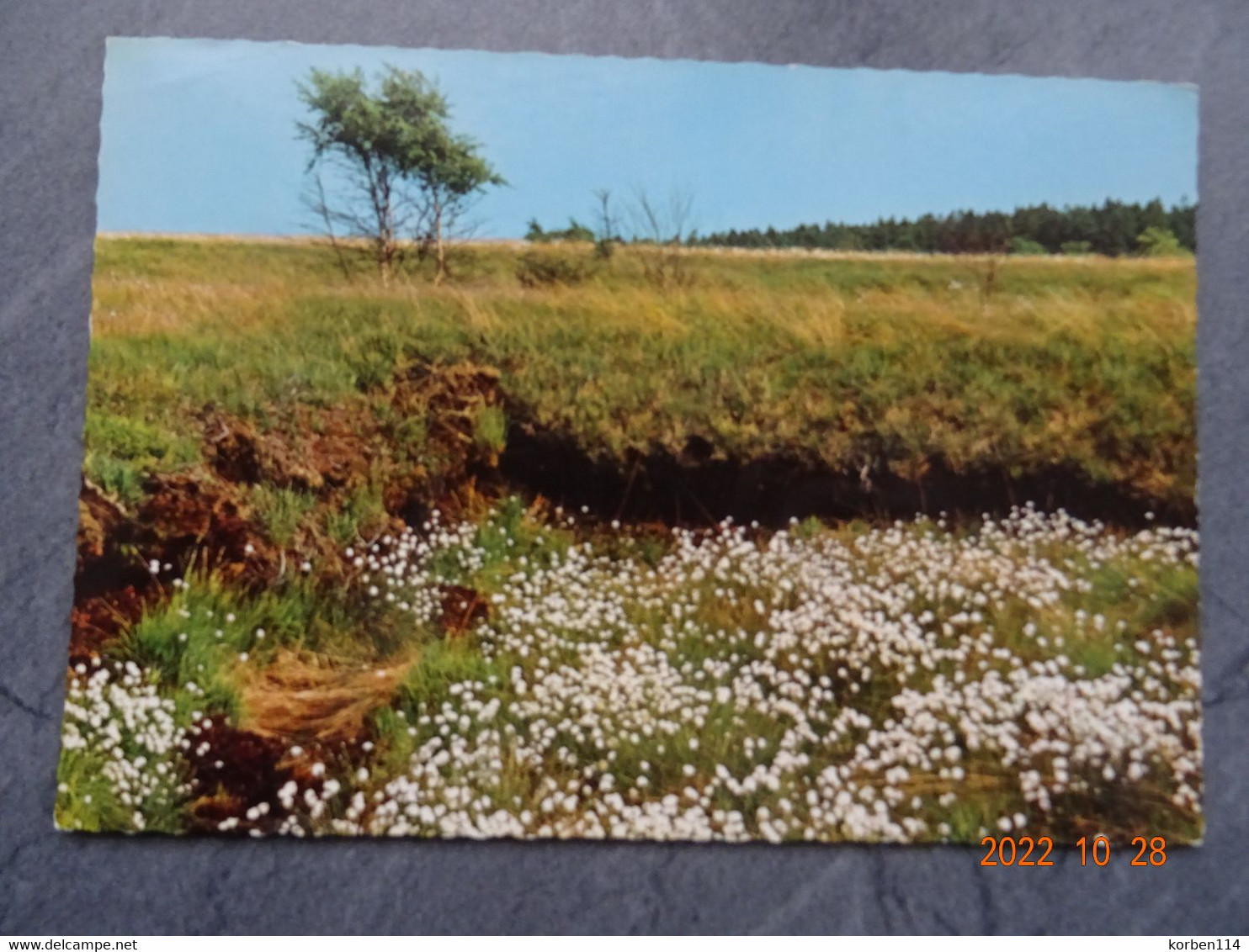 CHAMPS DE LINAIGRETTES - Medicinal Plants