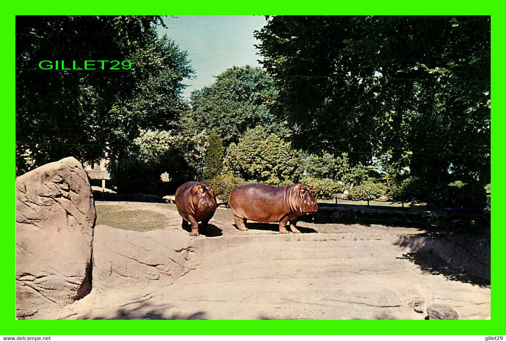 HIPPOPOTAMUS - HIPPOPOTAME ARE AT ZOOLIGICAL PARK, DETROIT MICHIGAN -  SHELTON COLOR PROCESS - - Hipopótamos