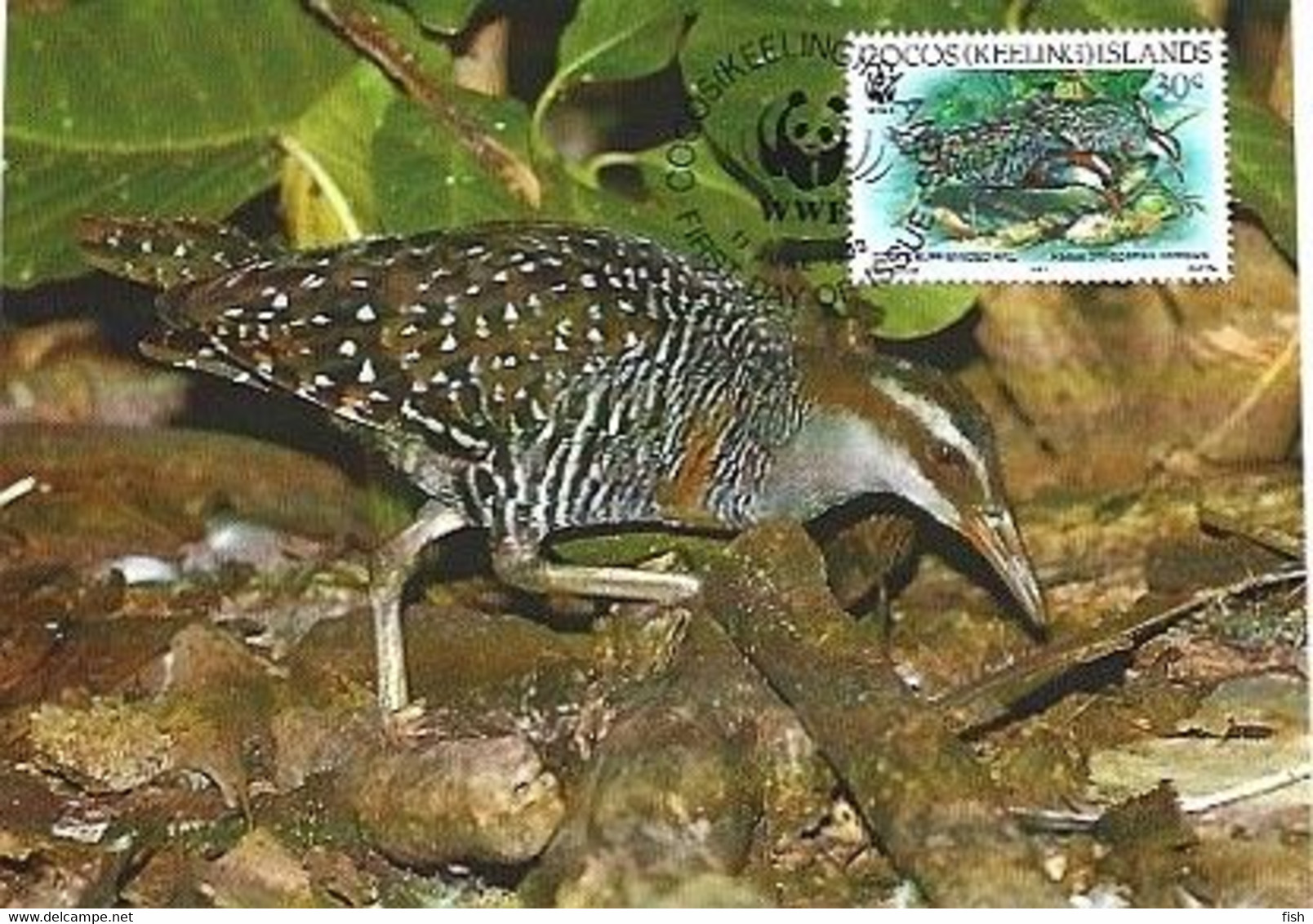 Cocos Island & Maximum Card,  WWF Buff-Banded Rail, Gallirallus Philippensis Andrewsi 1992 (79977) - Cocos (Keeling) Islands