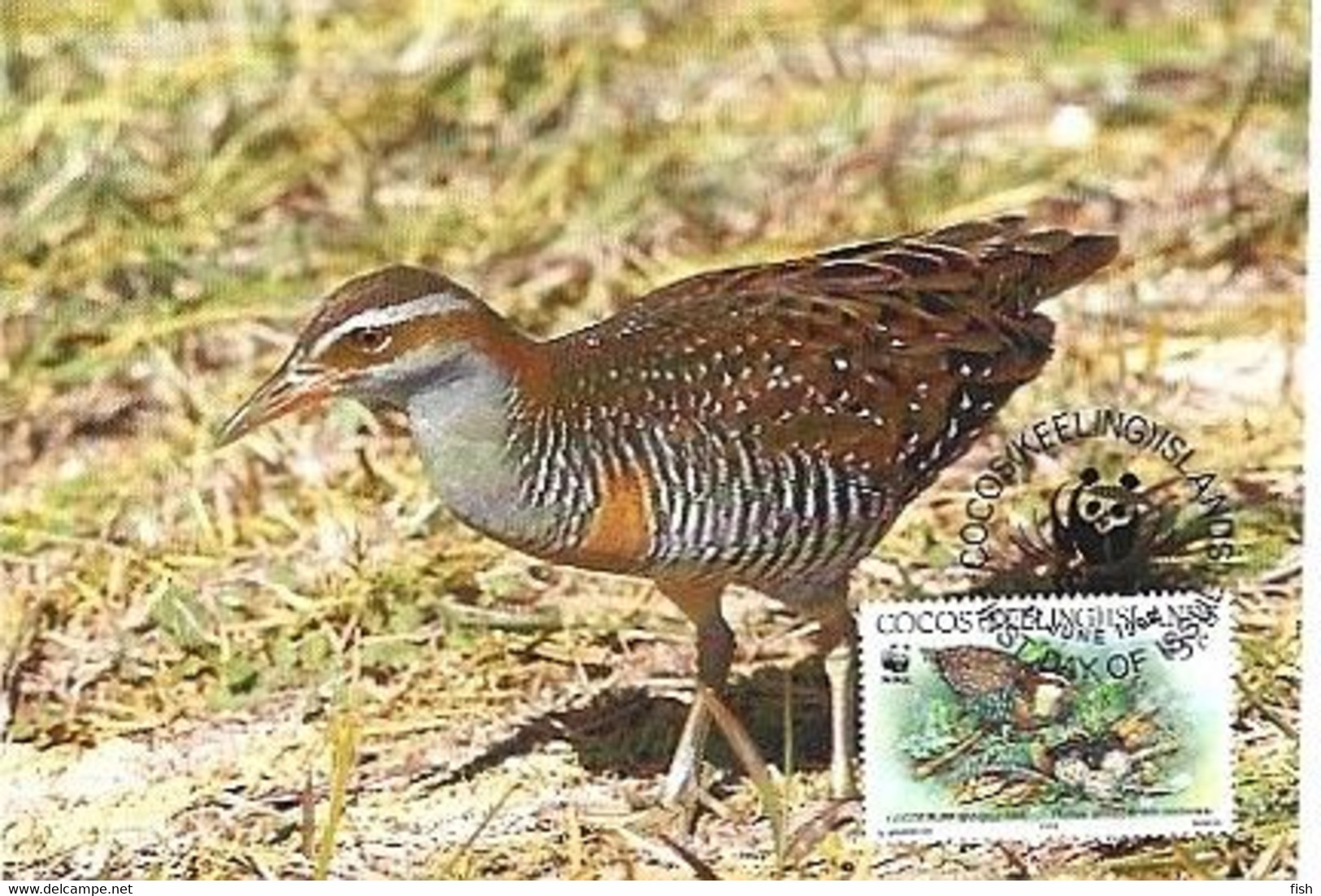 Cocos Island & Maximum Card,  WWF Buff-Banded Rail, Gallirallus Philippensis Andrewsi 1992 (791117) - Islas Cocos (Keeling)