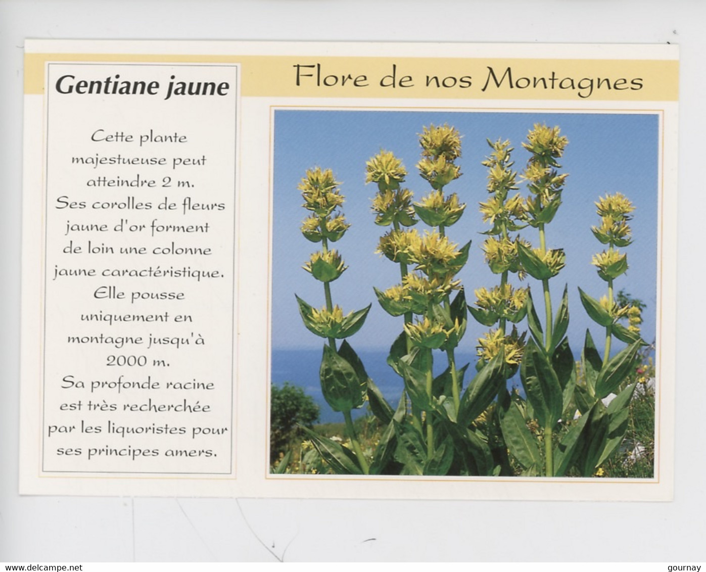 Gentiane Jaune, Flore De Nos Montagnes - Geneeskrachtige Planten