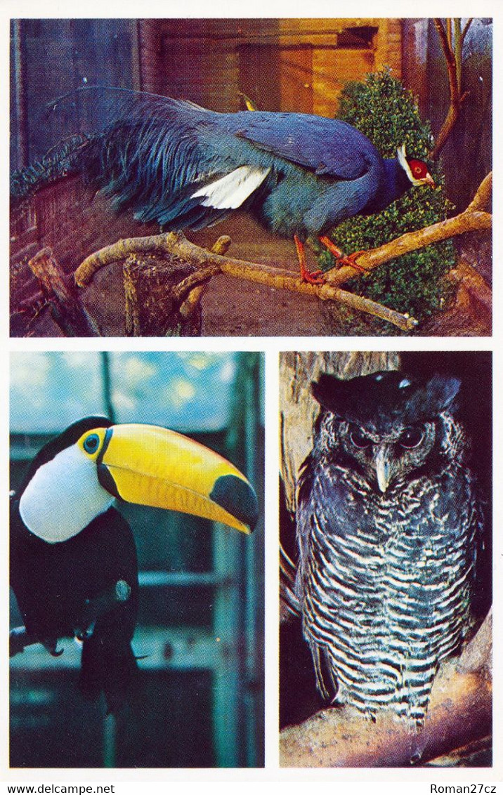 Ouwehands Dierenpark, NL - Eared Pheasant, Toucan, Owl - Rhenen