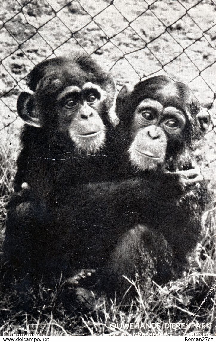 Ouwehands Dierenpark, NL - Chimpanzee - Rhenen