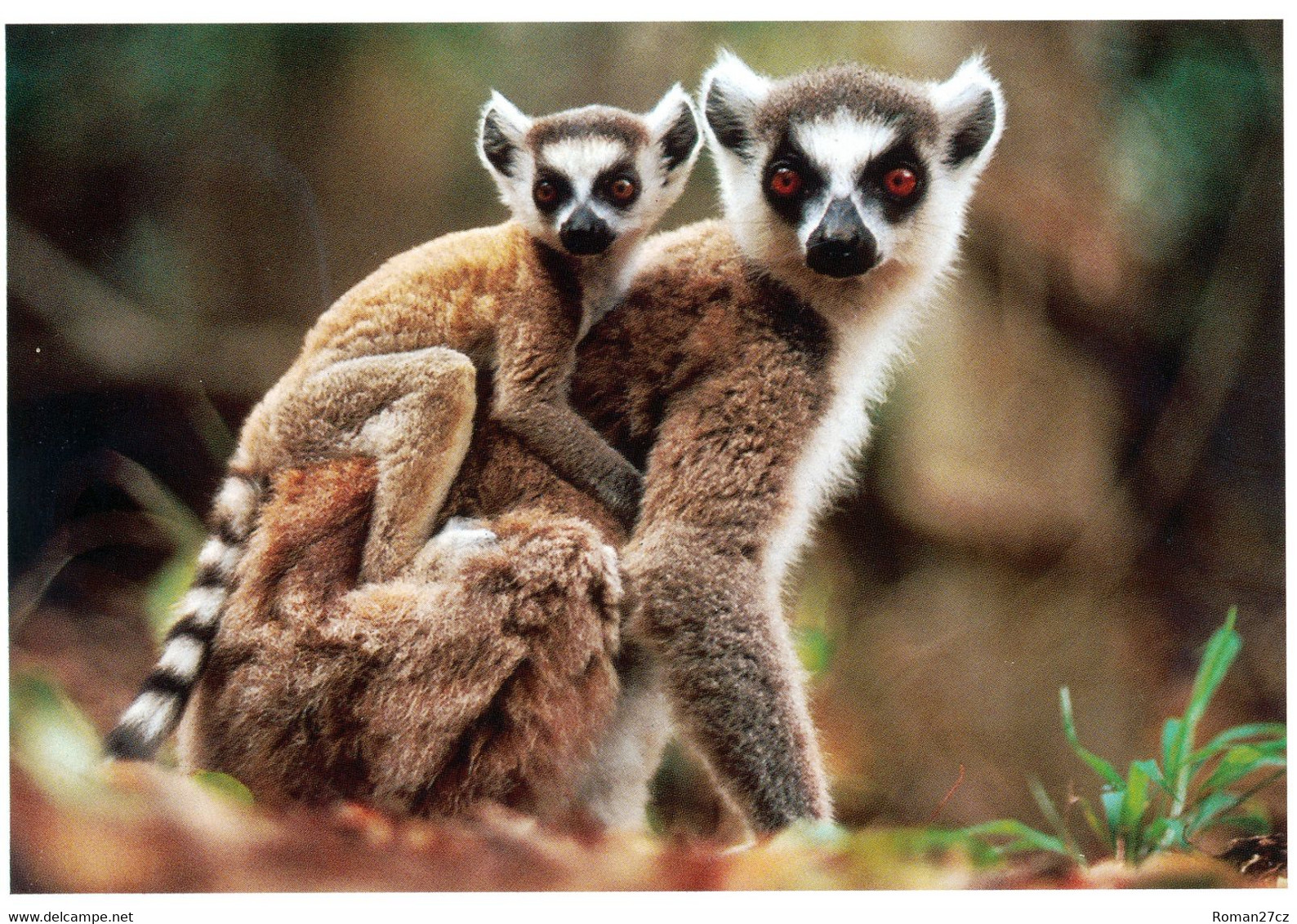 Noorder Dierenpark (ZOO Emmen), NL - Ring-tailed Lemur - Emmen